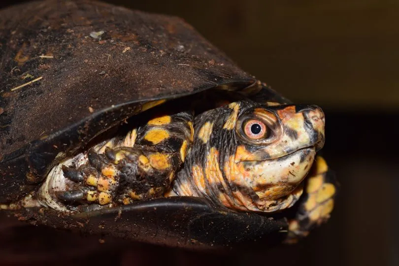 Een schildpad kijkt nieuwsgierig om zich heen