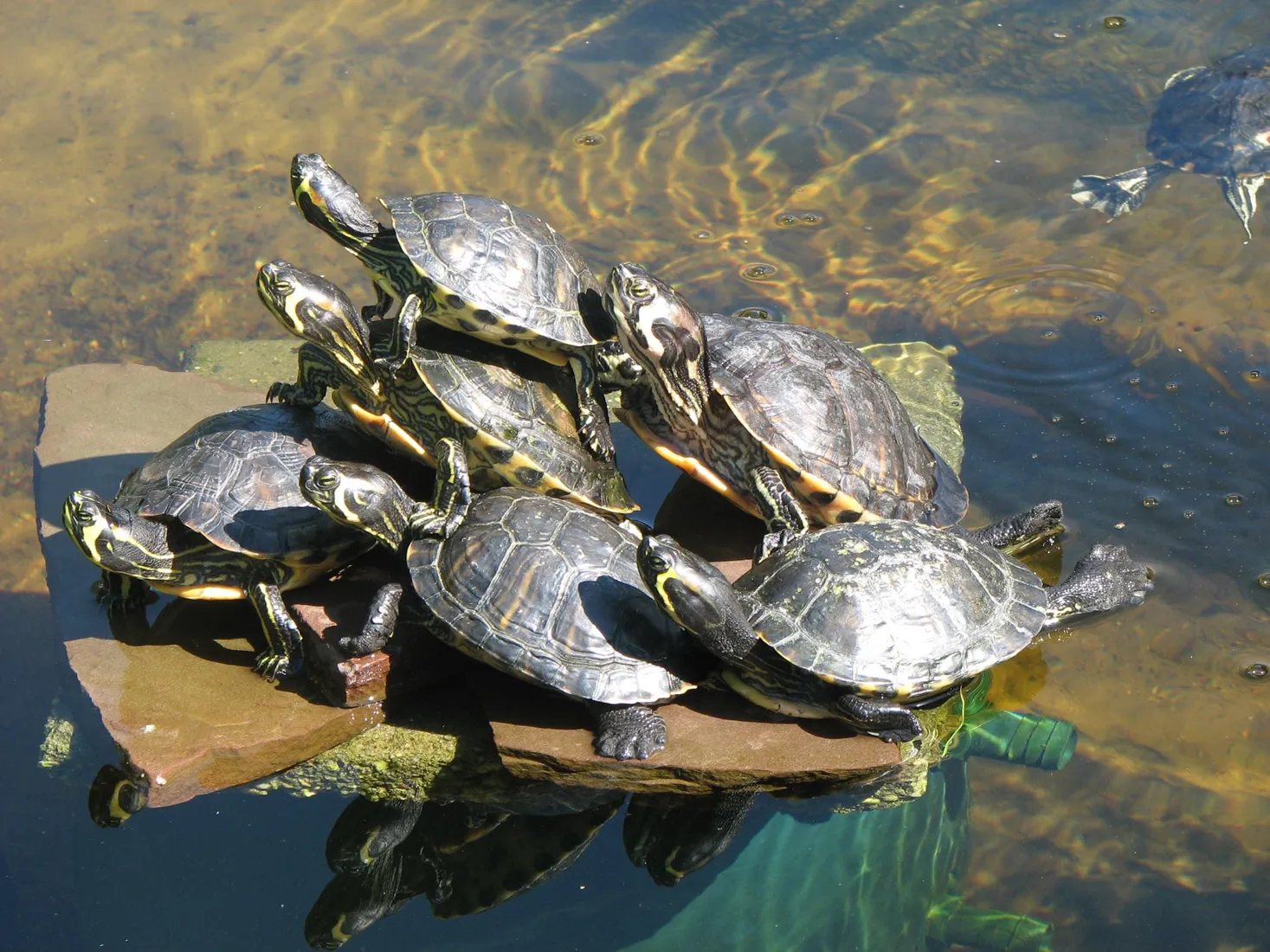 Schildpadden zonnen samen bij het water